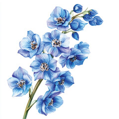 delphinium flower watercolor clipart illustration isolated