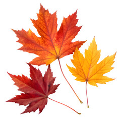 Fototapeta premium Autumn maple colorful leaves set isolated on transparent white background, png element. Fall maple foliage collection