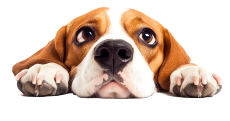 High-Quality PNG beagle head isolated on white Background – High Resolution