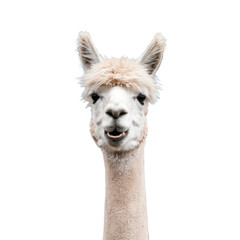 Obraz premium High-Quality PNG Funny white alpaca Isolated on White Background – High Resolution