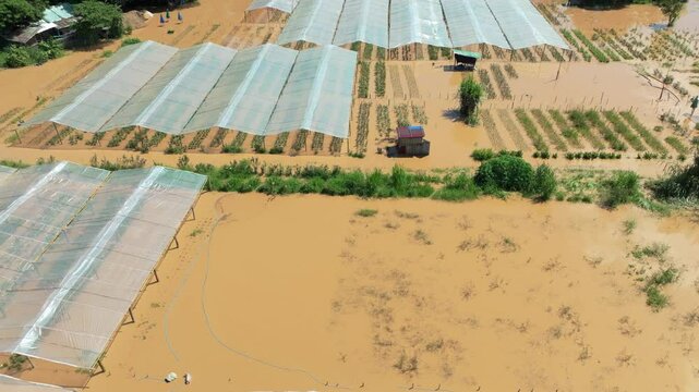 Flooding destroys roses and other flowers farm in Chiang Mai Thailand.