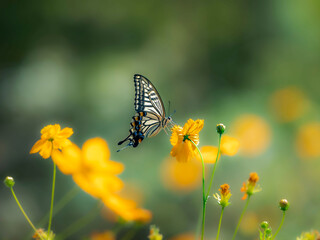 秋の公園や花壇を彩るコスモス（キバナコスモス）のある風景。コスモスとアゲハチョウ。背景。自然風景素材。