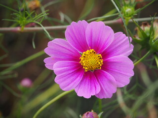 the beautiful cosmos garden in the big park