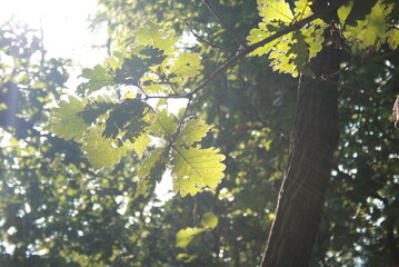 autumn leaves in the sun