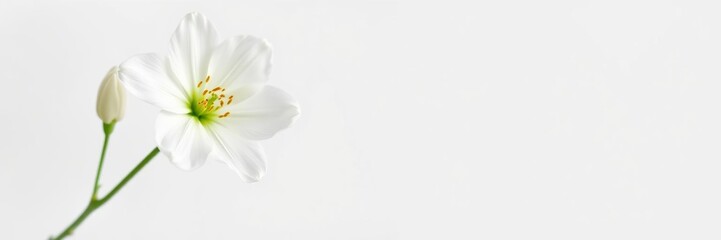 Fototapeta premium A single white rose on a plain white background, elegant, background, bloom