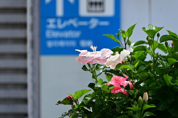 宮崎空港の展望デッキで見つけたハイビスカス