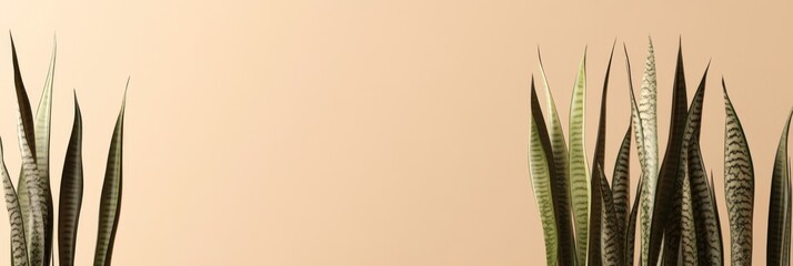 A minimalist composition featuring tall green plants against a soft peach background.