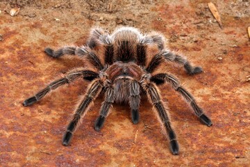Chilean Rose Hair Tarantula (Grammostola rosea) against a rusty background.