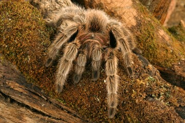 Chilean Rose Hair Tarantula in its natural environment.