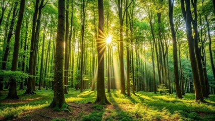 Dense forest with tall trees and sunlight filtering through leaves, forest, sunlight, woodland, forest path, nature
