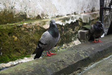 Pigeon looking at camera on dirty sidewalk