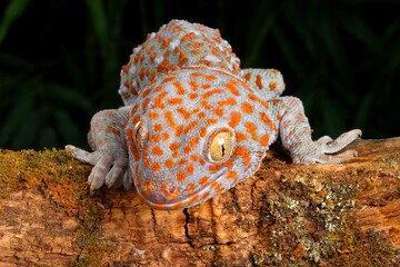 Tokay Gecko (Gecko gecko). Animal portrait.