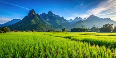 Fototapeta premium Vibrant green paddy fields stretch beneath a clear blue sky, framed by majestic mountains, creating a breathtaking scenic view of nature's beauty and tranquility.