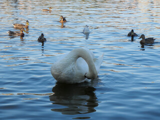 Fototapeta premium Swan Preening with Ducks in the Water