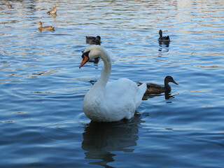 Swan Preening with Ducks in the Water