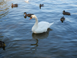 Swan Preening with Ducks in the Water