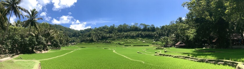 Lush green rice fields under a clear blue sky surrounded by tropical foliage.