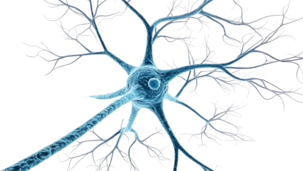 Brain neuron isolated on white background as transparent. PNG. AI GENERATED.