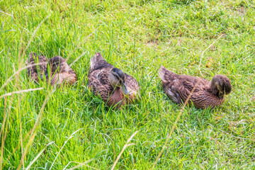 Three mallard ducks sits on the green shore of a pond.