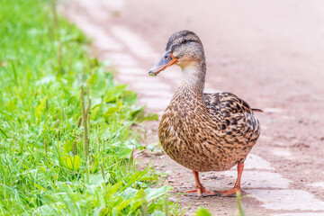 A duck female stands on its paws on the green shore of a pond.