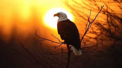 Fototapeta premium Majestic Eagle Silhouetted Against Sunset Sky