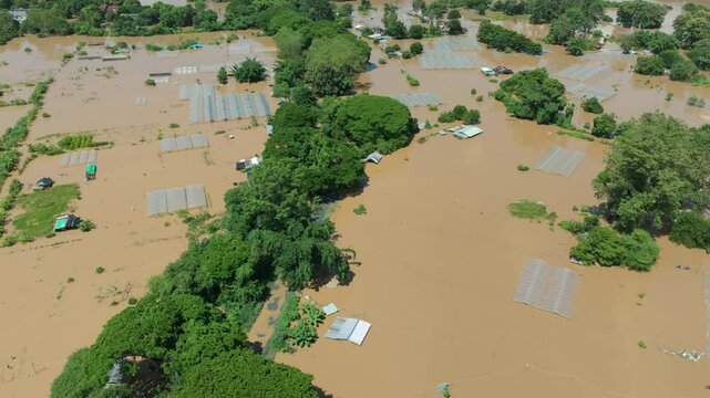 Flooding destroys roses and other flowers farm zone in Chiang Mai Thailand.