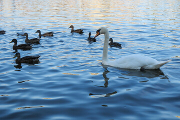 Swans Swimming Among Ducks in Scenic River