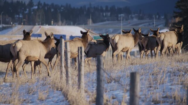 Elk herd walking across the fence near the highway in Canmore, Canada. Slow motion. 