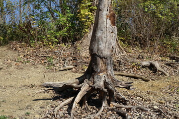 Dead tree with trunk and exposed roots on dried up lake shore after extended drought
