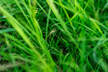 Dragon Fly on the lawn