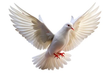 Fototapeta premium White Dove in Flight Isolated on White Background Symbolizing Peace, Freedom, Spirituality, Nature, Hope, Tranquility, Love, Harmony, Birds, Wildlife, Freedom of Expression.