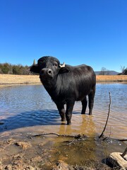 water buffalo in the water
