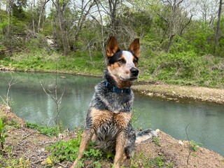 Australian Cattle Dog