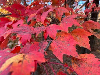 Autumn Color