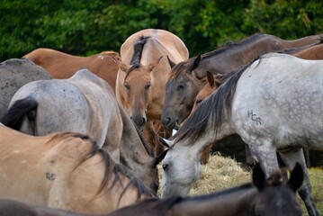 horses in the field