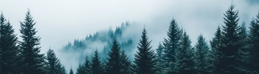 Fototapeta premium Misty forest landscape with tall evergreen trees and a serene atmosphere.
