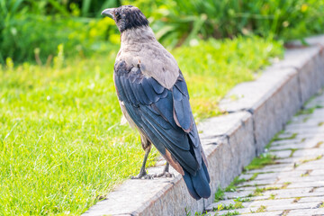 Hooded crow, corvus cornix, standing on the lawn in the spring or summer