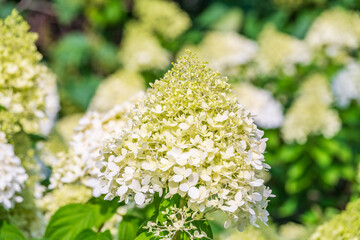Lush white and yellow hydrangea flowers in summer.