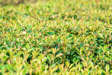 Neatly trimmed bushes in the summer or autumn park.