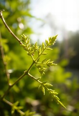 Naklejka premium green leaves on a branch