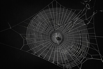 Fototapeta premium Scary spider web. White cobweb silhouette isolated on black background. halloween spider web