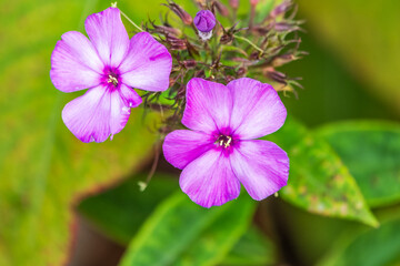 Pink phlox flowers. Phlox paniculata. Flowering herbaceous plants. Blooming phlox paniculata in the garden