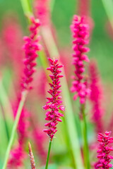 Bistorta amplexicaulis or candle knotweed is a beautiful pink flower
