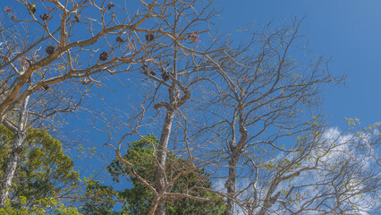 Twisted leafless branches of tropical trees with dry fruits against a background of blue sky and clouds. Philippines