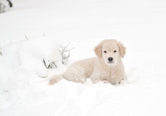 golden retriever puppy laying in the snow