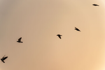 flock of birds