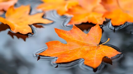 Fototapeta premium Vibrant orange and red autumn maple leaves floating gracefully on the calm surface of a serene pond