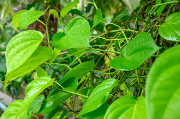 The lush green betel leaves are a testament to nature's beauty and the promise of vibrant growth.