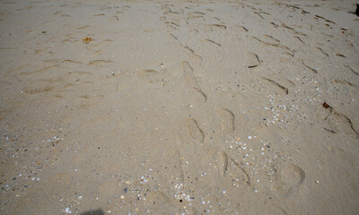 Beach sand glistens with raindrops, a serene summer scene