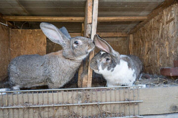 House Rabbit Care Behavior in October in Romania, 2024